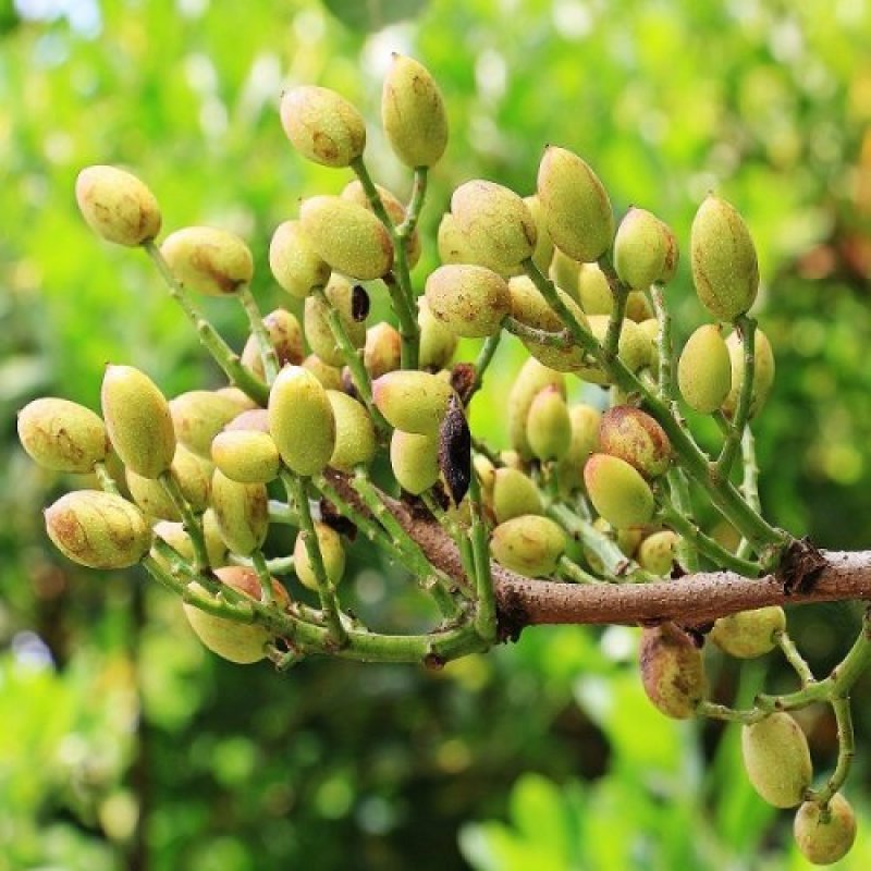 Pistacia Vera, Pistácia ´AEGENIA´ - kont. C10L, výška: 120-150 cm (-13°C) - samička - NA KMIENKU